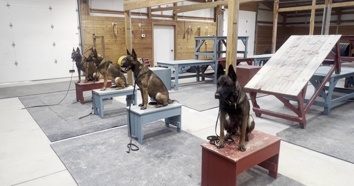 Montana breeder fetching a pretty penny for protection dogs