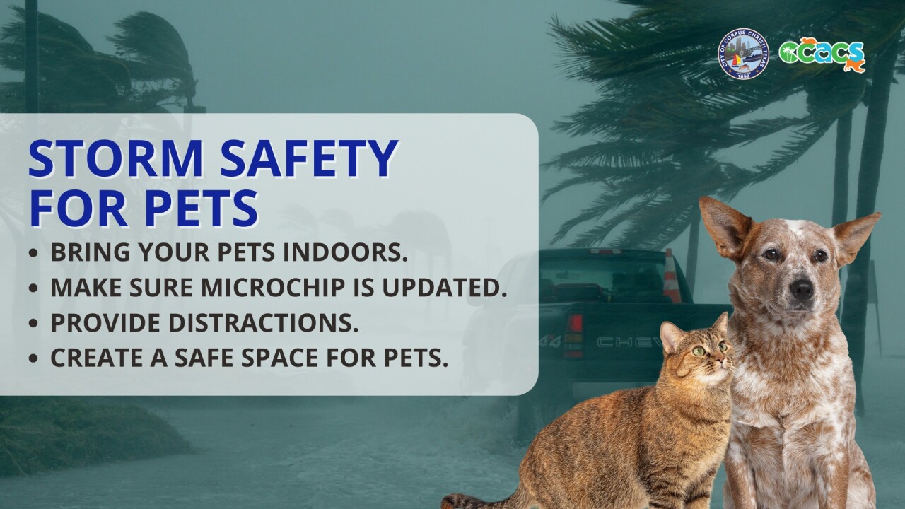 Storm safety for pets