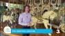 Hampton Carousel on Coast Live