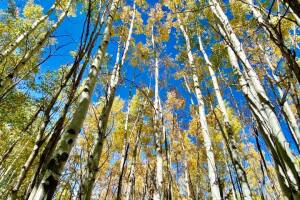 Granby aspens 2020_Kris Ramer
