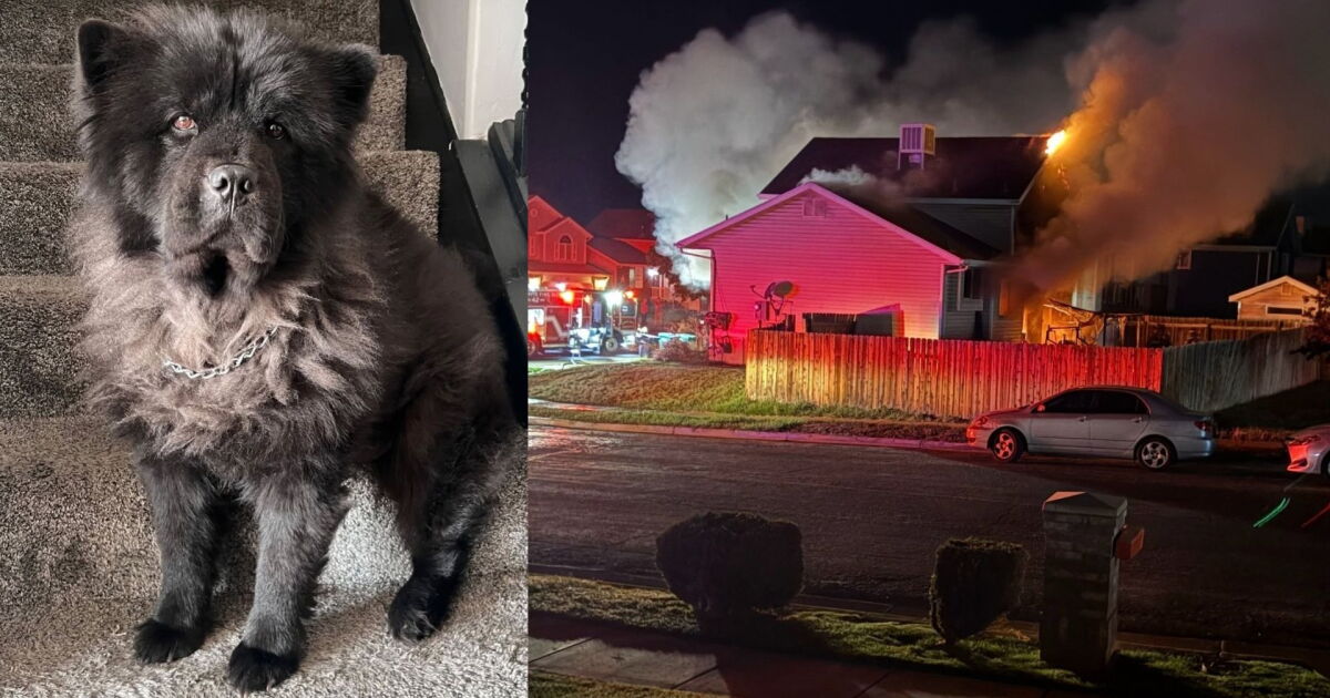 Davis County family 'heartbroken' after losing dog in house fire