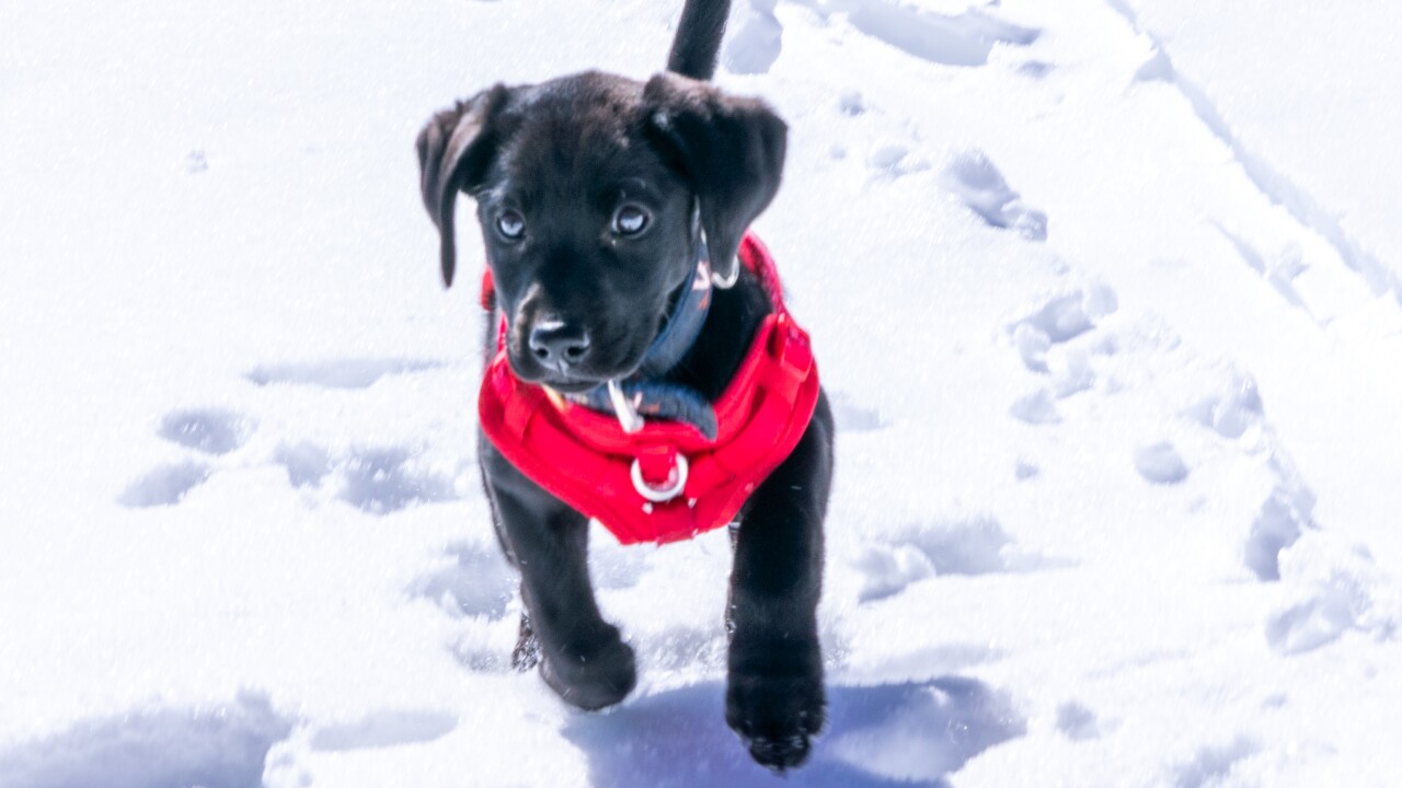 Beaver Creek avalanche dog.jpg