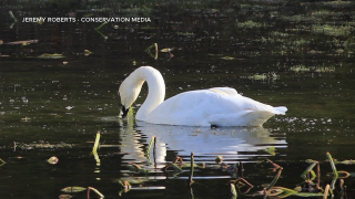 Trumpeter swans thriving in Blackfoot after collaborative restoration effort 