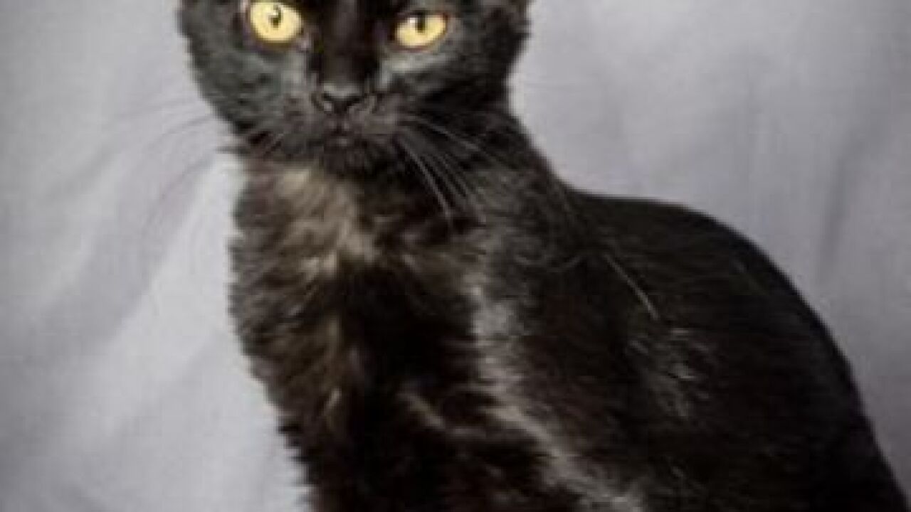 Pet preview: Empty the Shelter Day Aug. 15