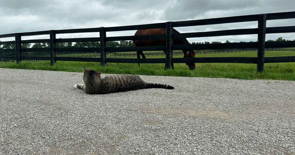 The story behind cats at Ky. distilleries and horse farms - Vimarsana News