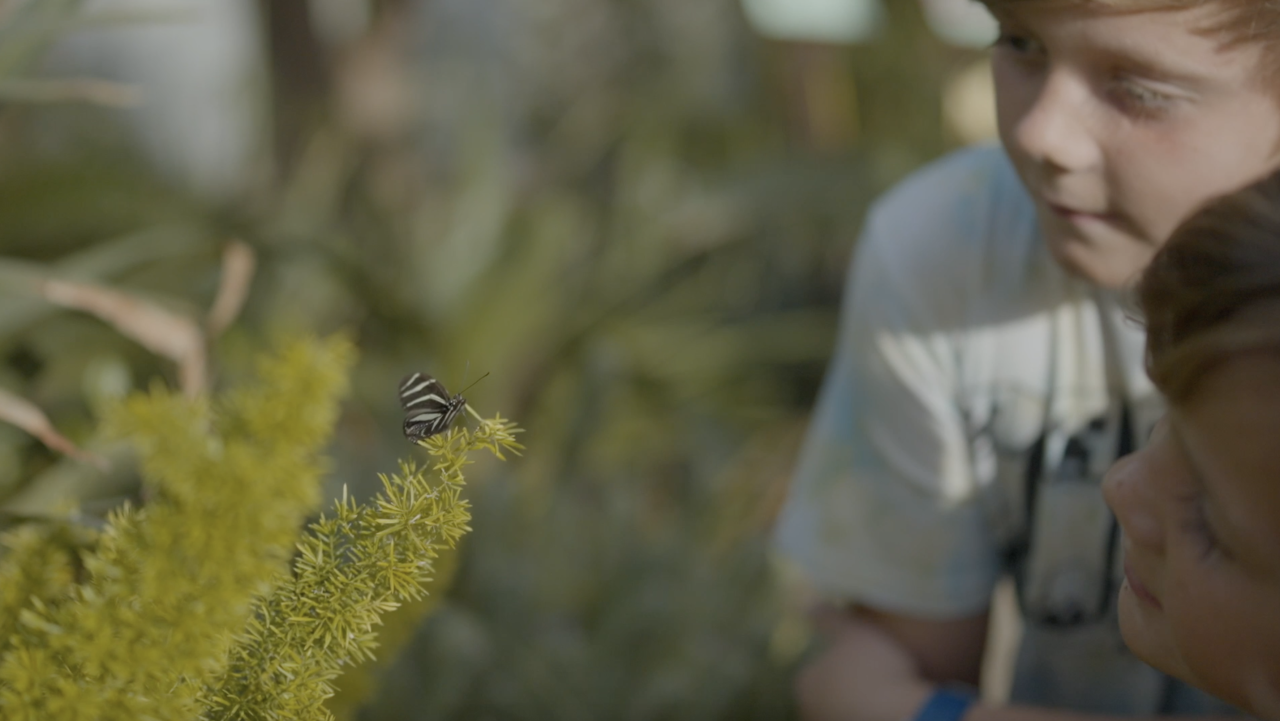 The ‘Majestic Mariposas’ exhibit is open every day until May 14.