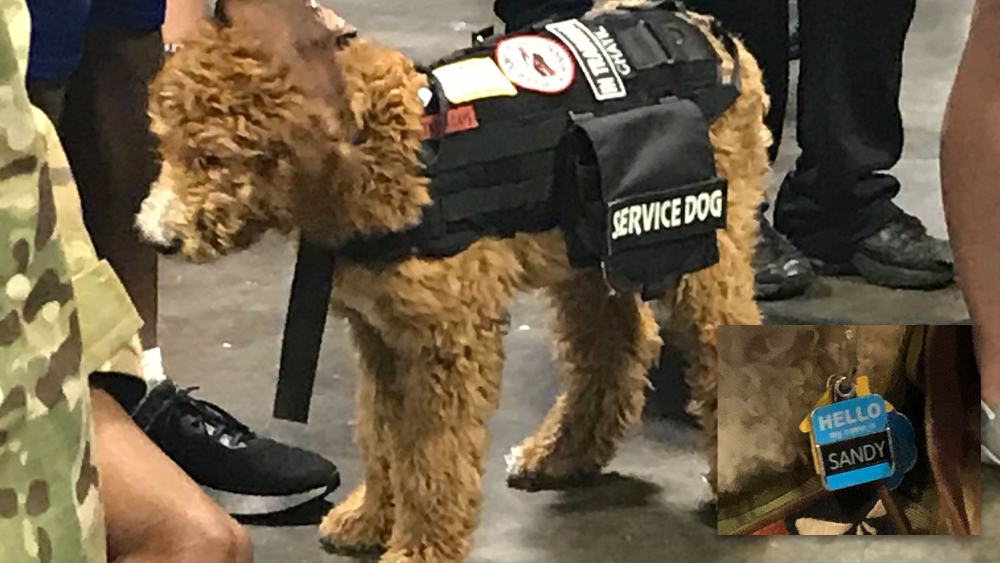 warrior-game-service-dog.png
