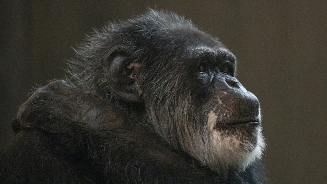 Cobby the Chimpanzee
