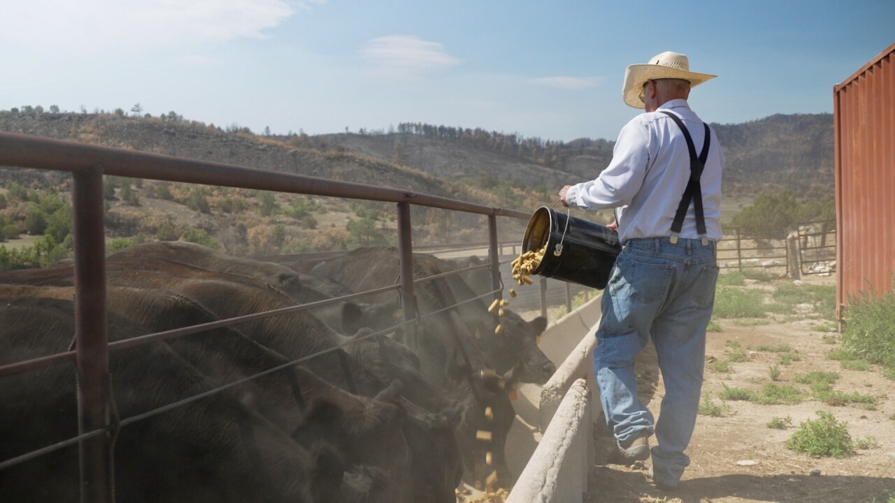 feeding cattle.jpg