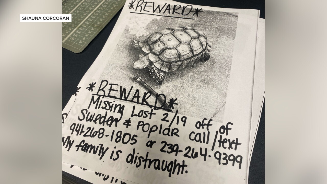 shelly3.jpg