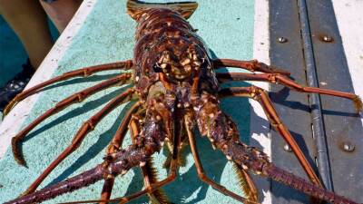 Florida Spiny Lobster