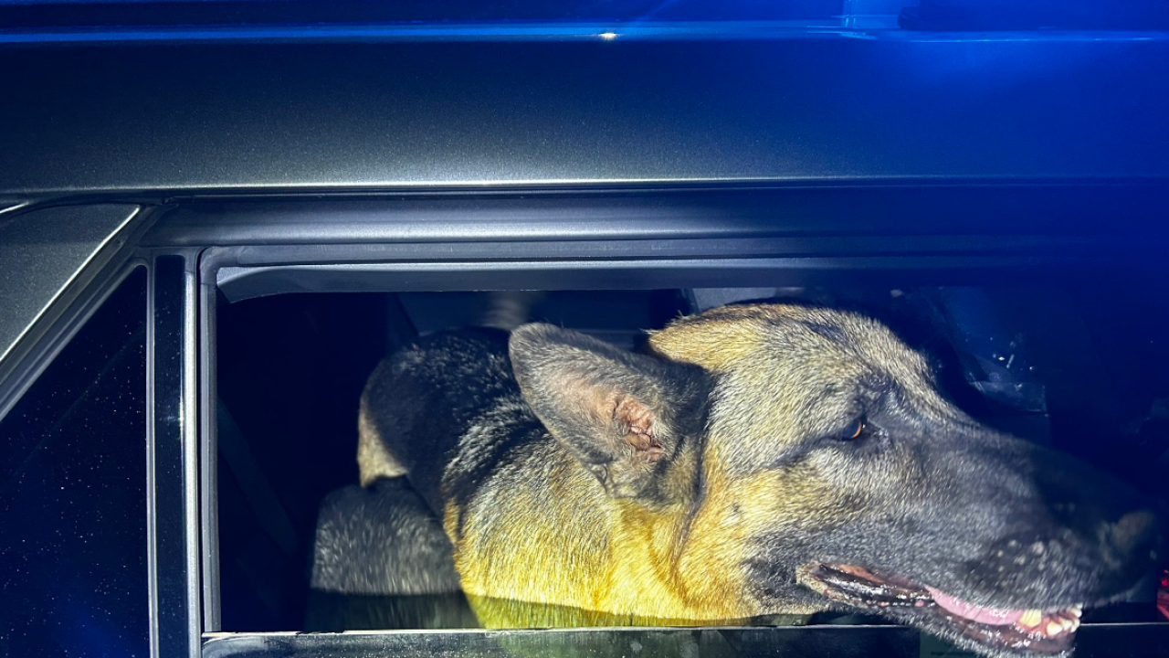 Http Rescued Three German Shepherds rescued on Las Vegas beltway are up for adoption