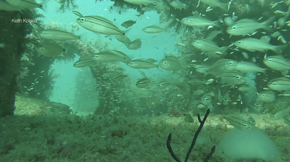 Screen Shot 2021-09-01 at 10.43.05 AM.png