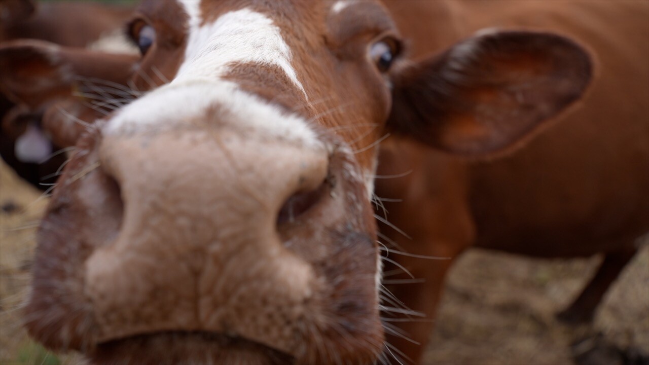 cow pic.jpg
