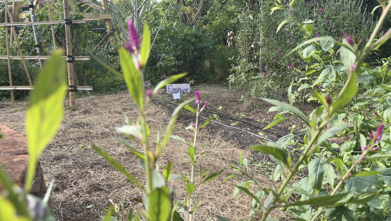 Eggplant growing in a garden