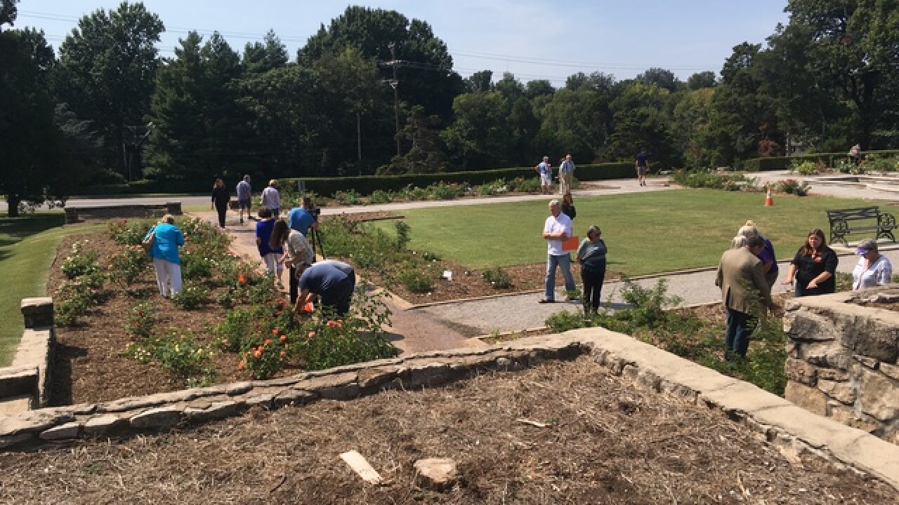 Tulsa S Rose Garden Makes A Recovery After It Was Destroyed By Rare Disease