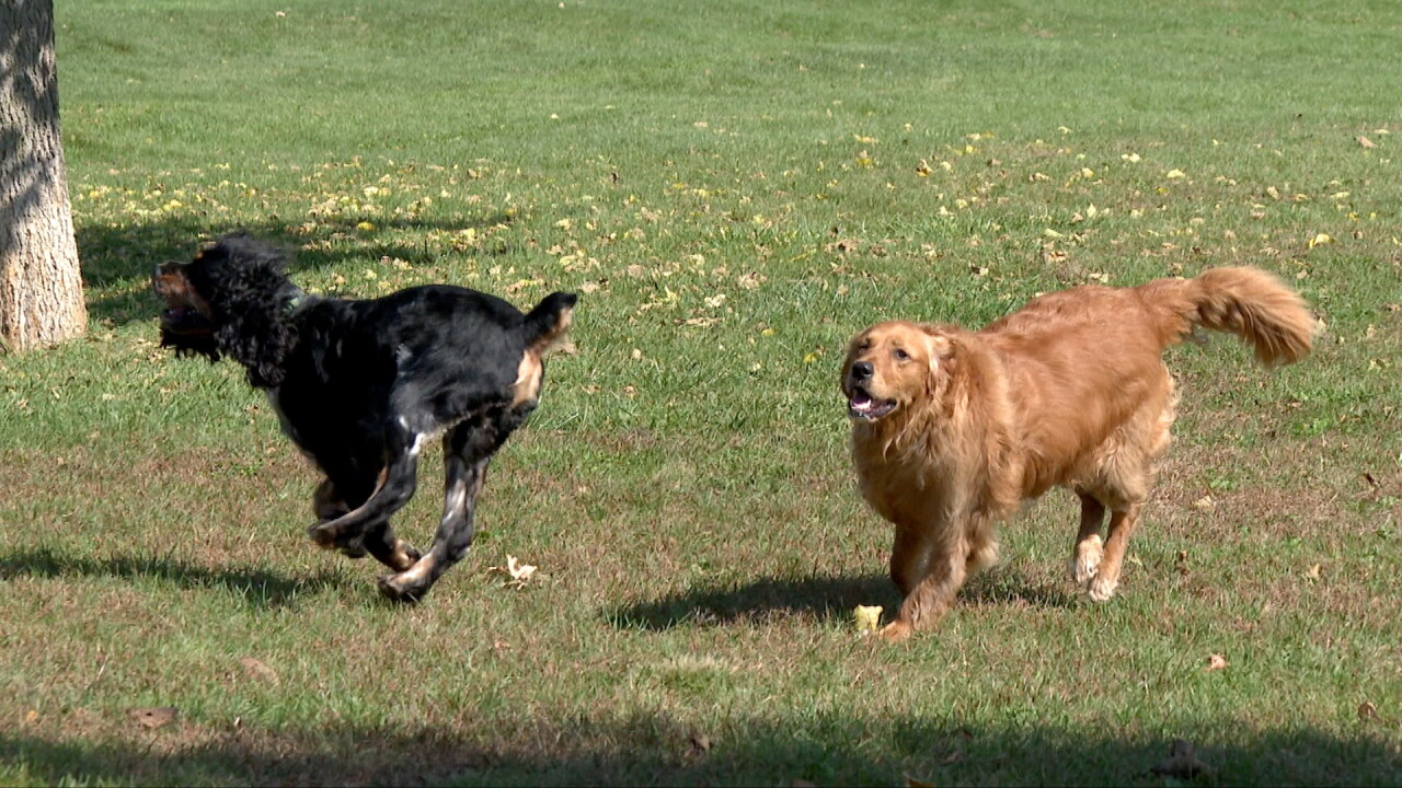 lake geneva dog park.jpg