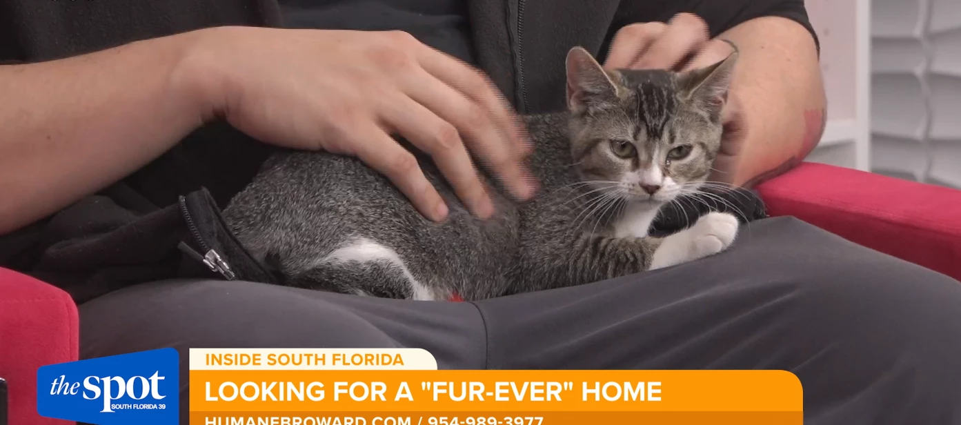 Meet Cathy, an adorable kitten available for adoption in Broward County