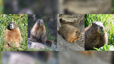 Marmots participating in Fat Marmot Week