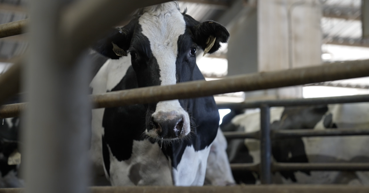 More confirmed cases of New World screwworm reach South Texas, prompting warnings for McLennan County ranchers