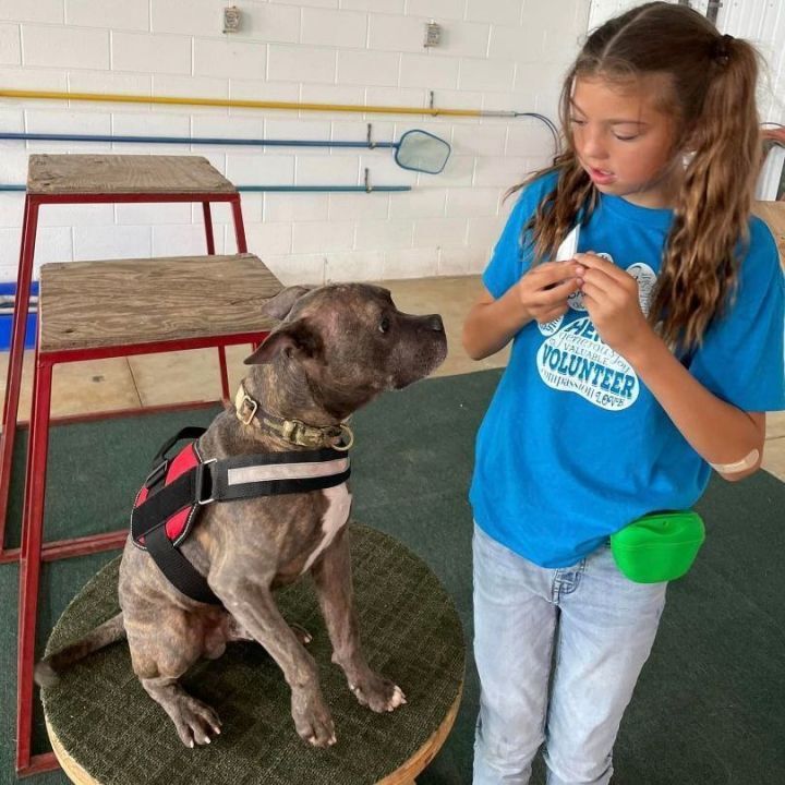 Clovis waiting for a treat