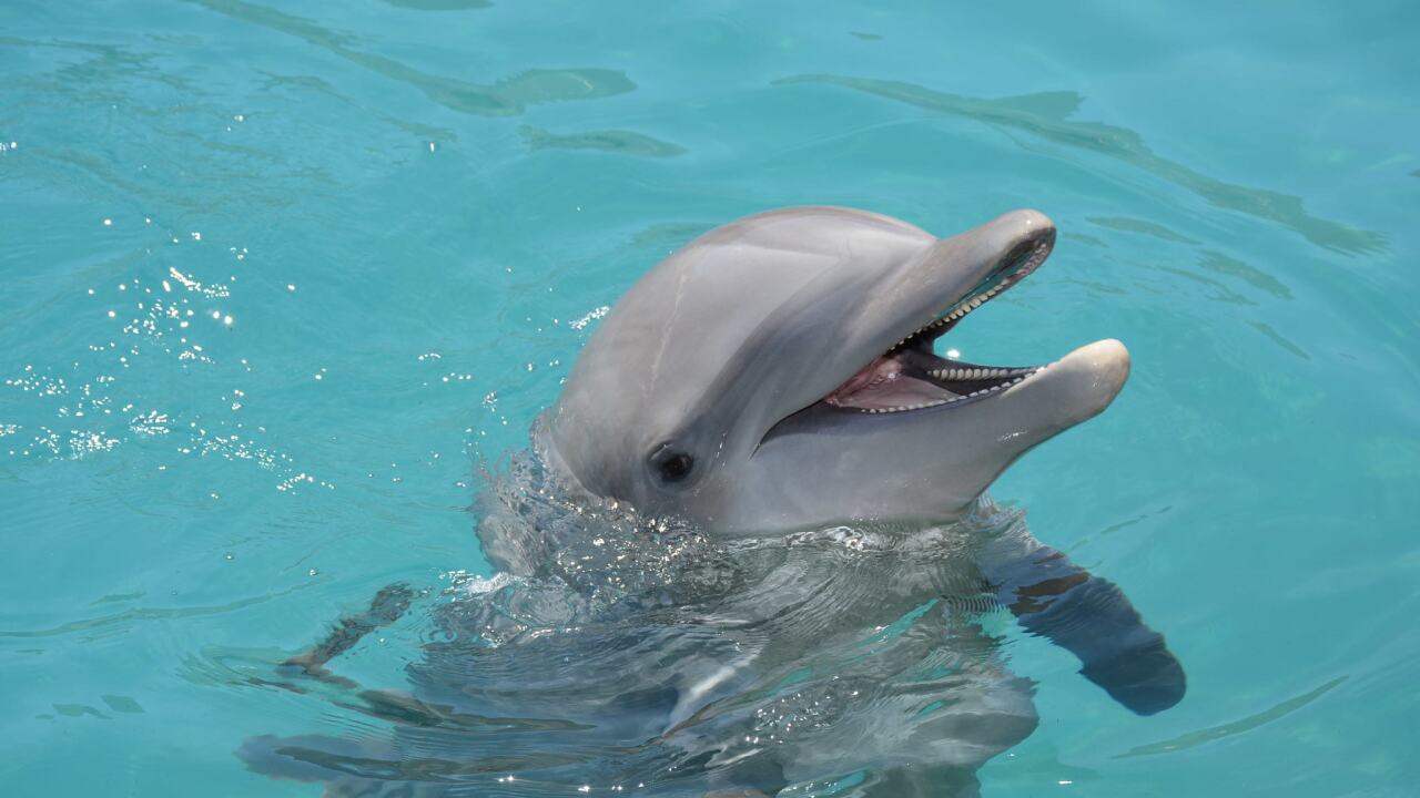 Dolphinaris Dolphins Doing Well At New Facility Coral