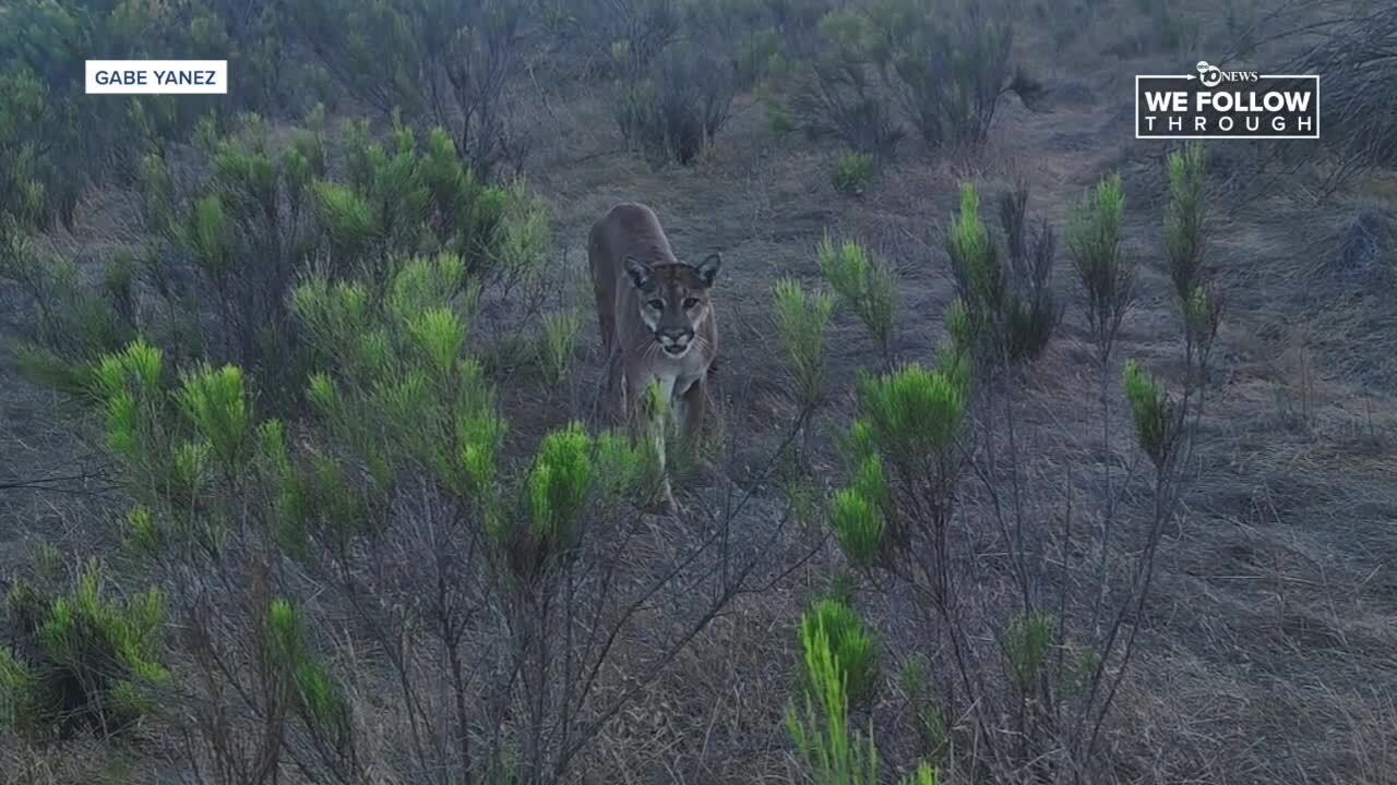 mountain lion