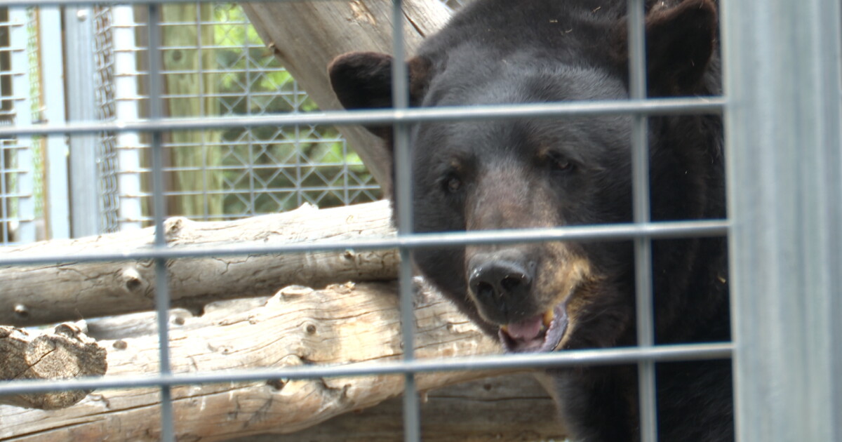 Bear safety demonstration held at Red Lodge sanctuary - Vimarsana News