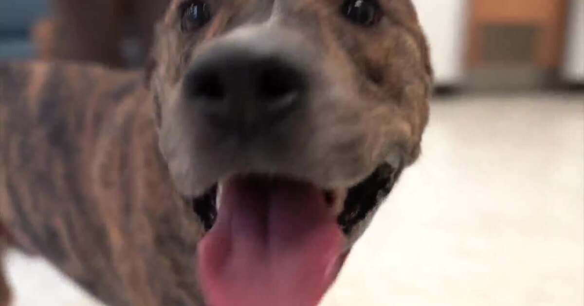 MCSO MASH Minute: Meet Beau, a pit mix rescued from abuse and neglect who is ready for his forever home