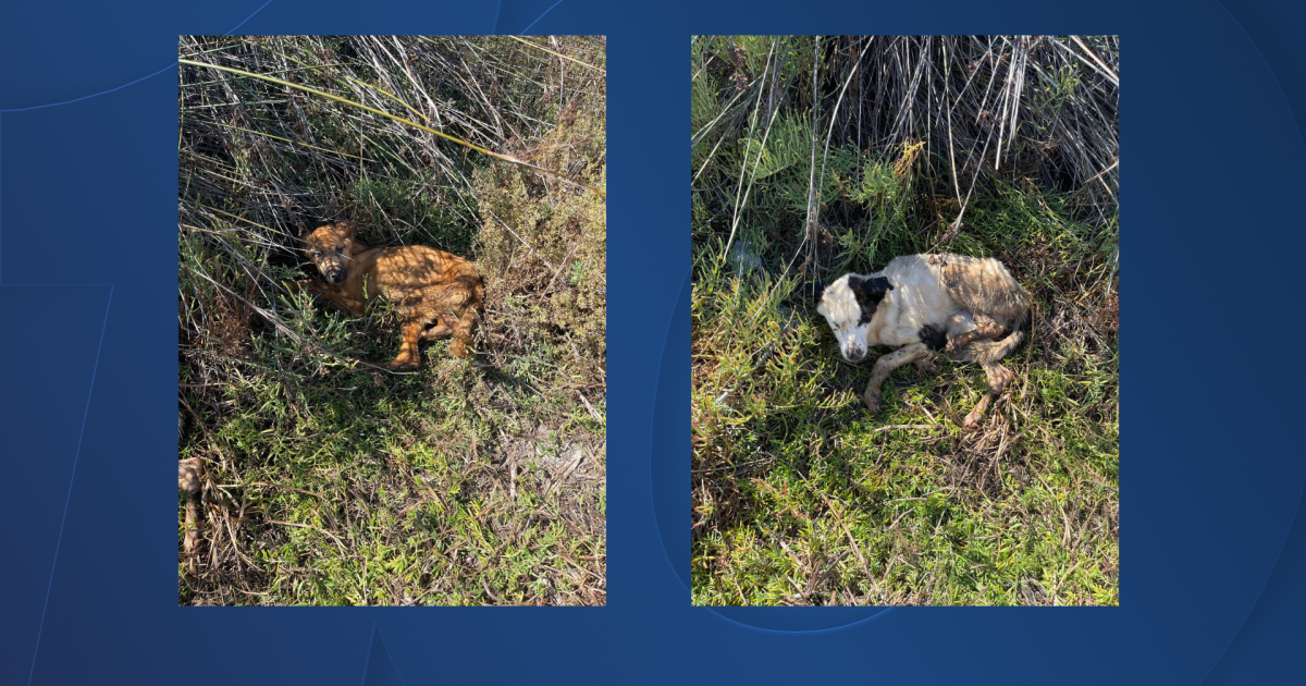 Reward offered for information leading to arrest in felony animal abuse ...
