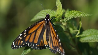 California's monarch butterflies critically low for 2nd year
