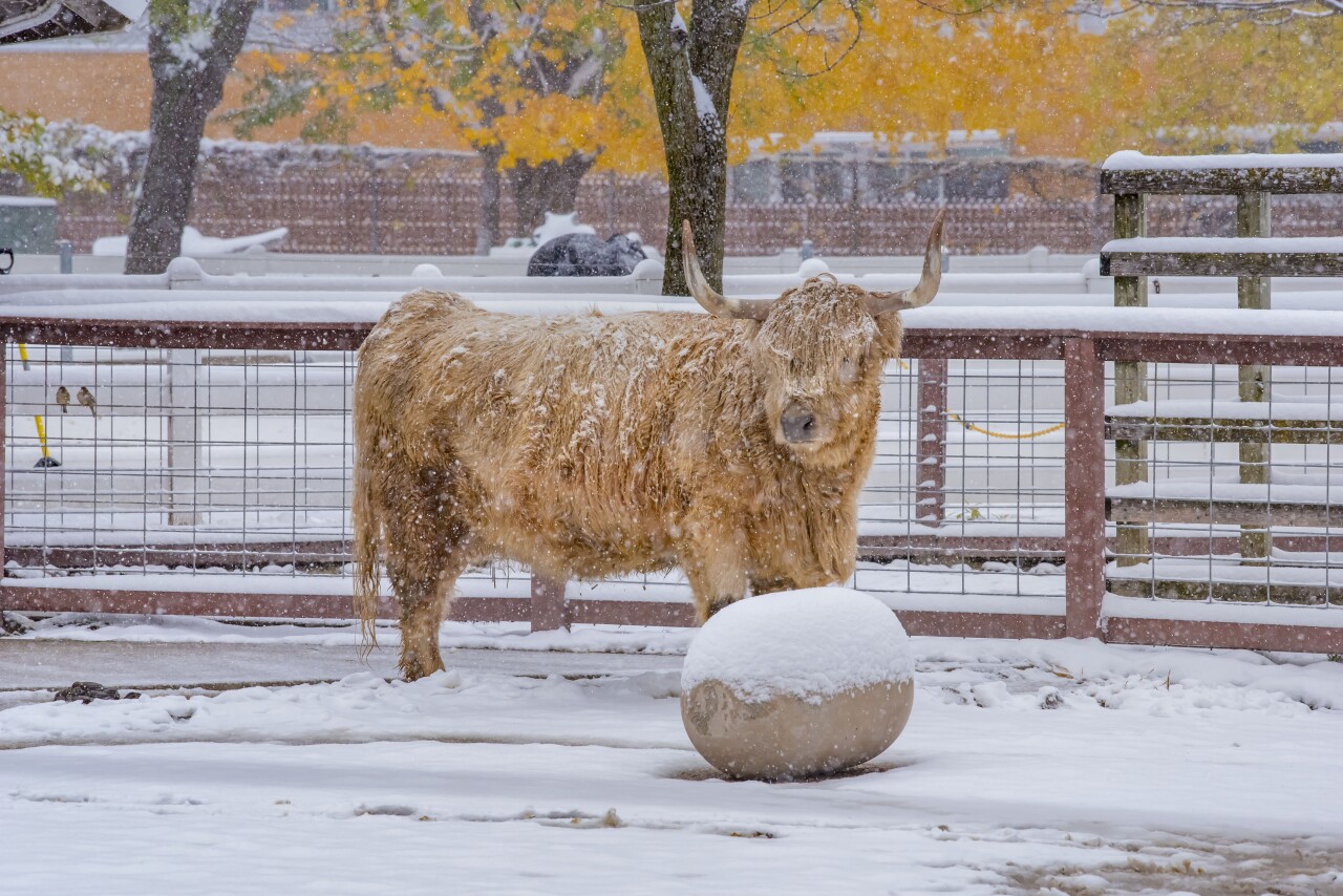 Scottish Highland Trinity 10-2019-3499 E.jpg