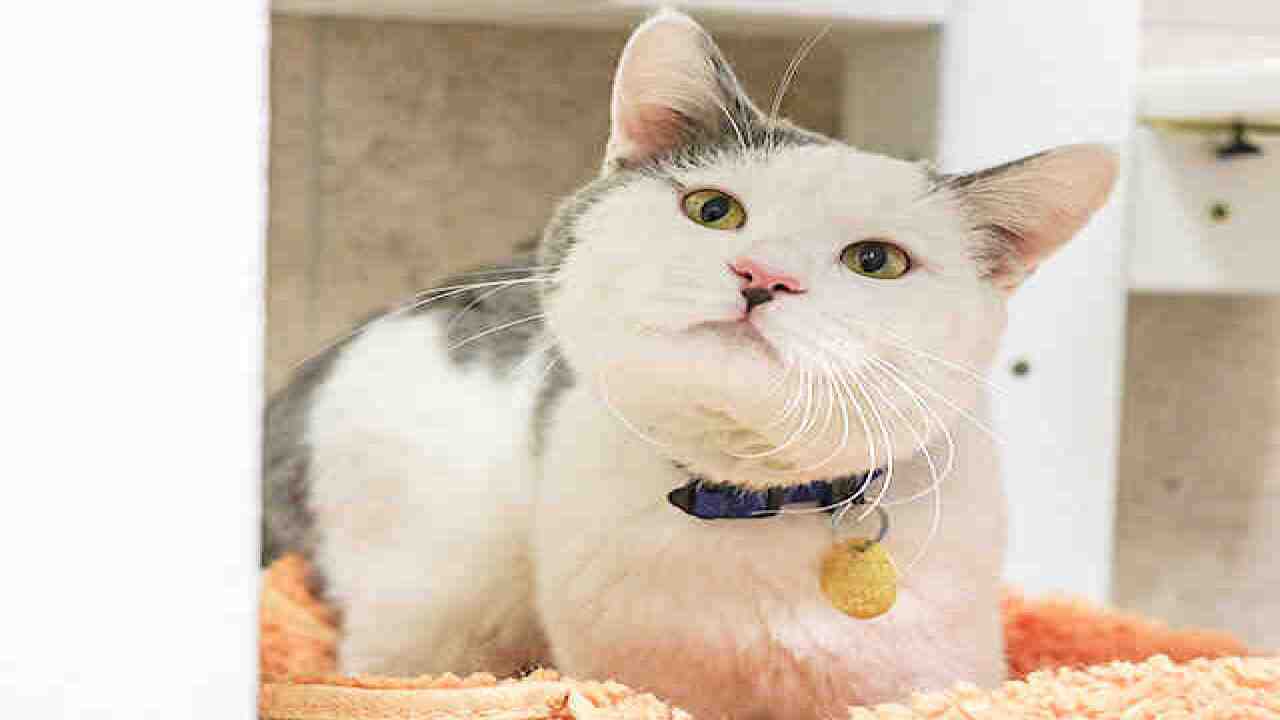 70 adorable cats up for adoption in Denver area