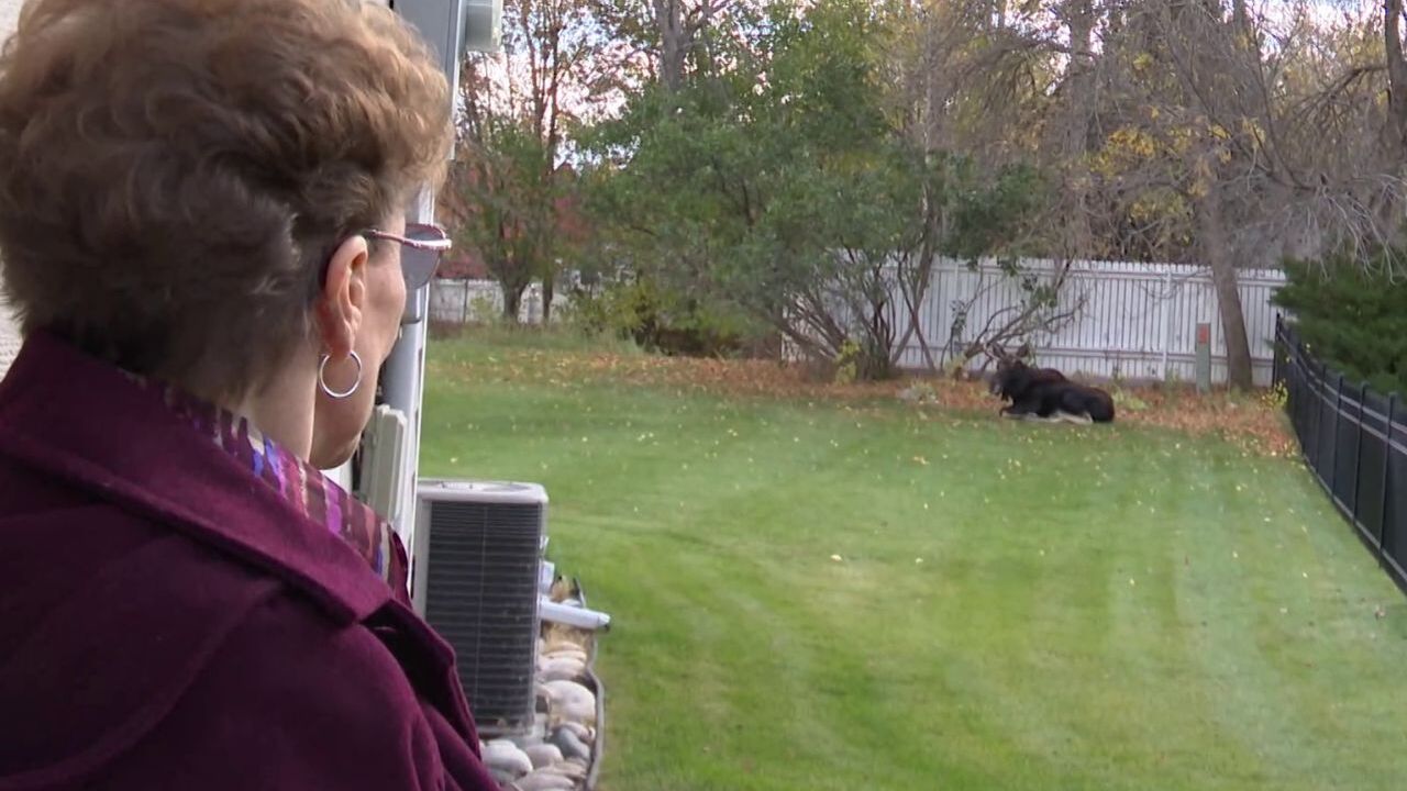 Moose in Billings (October 2022)