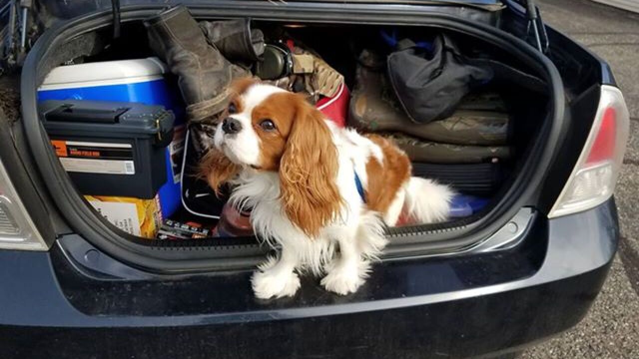Pet finder - Jasper