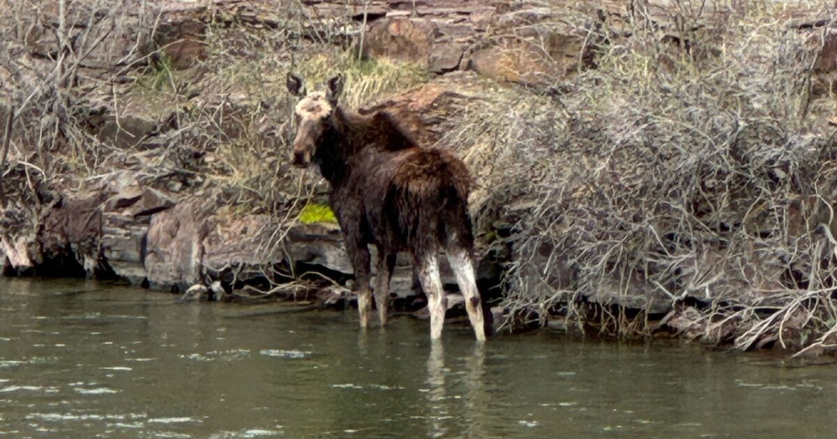 Moose spotted near Black Eagle Dam - Vimarsana News
