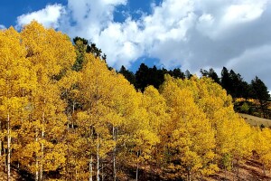 2020 aspens_Road from Divide to Cripple Creek (photo by Katie Steckly)