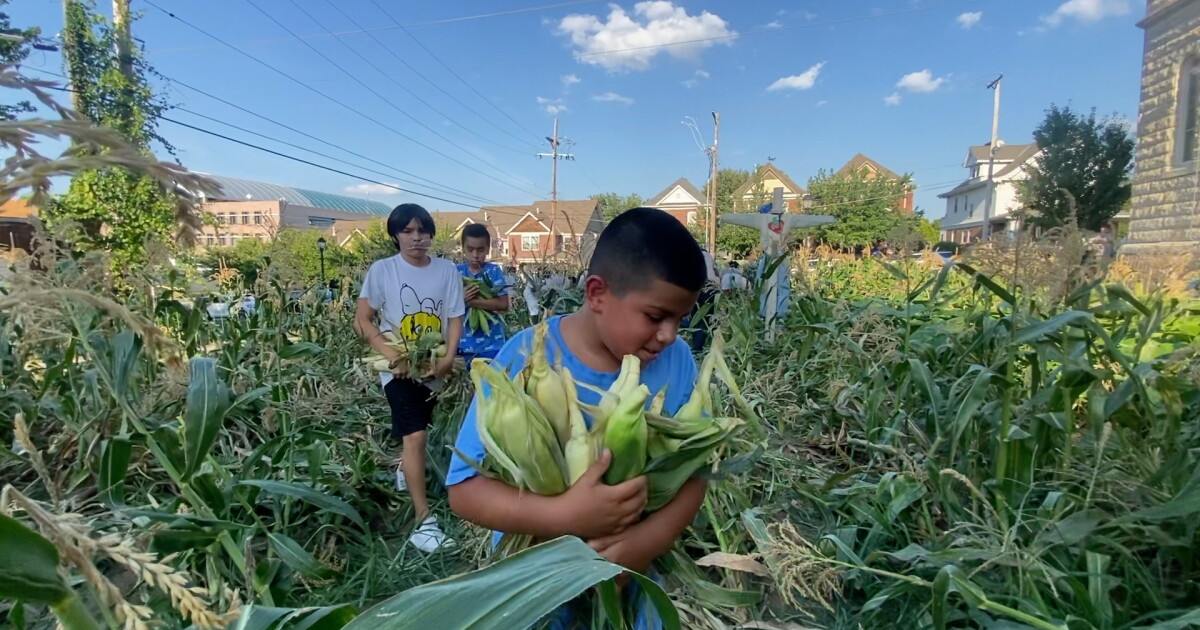 KCK Police Athletic League tries its hand at corn farming - Vimarsana News