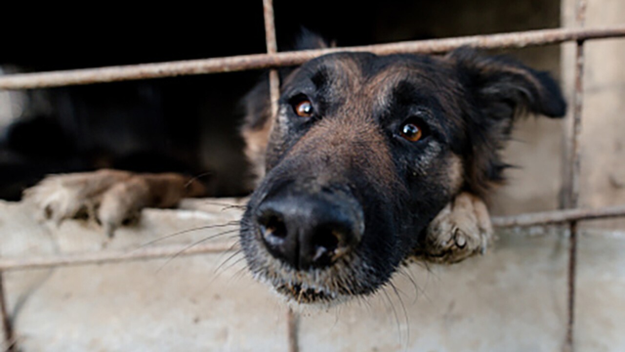 BARCS waives adoption fees to free cage space