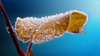 frost007.jpg