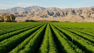 Desert Farm.jpg