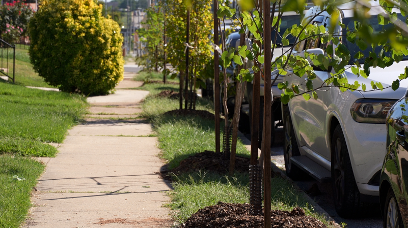A lineup of new trees along Gusryan Street