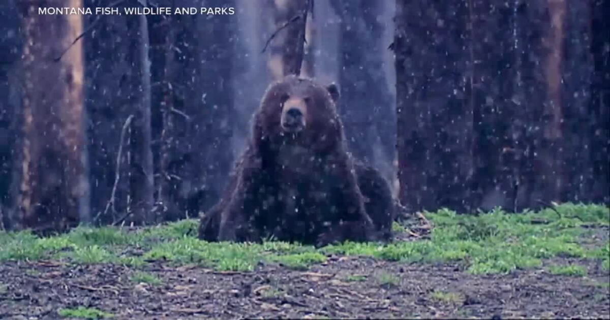 Stay 'bear aware' in Missoula as bears prepare for hibernation - Vimarsana News