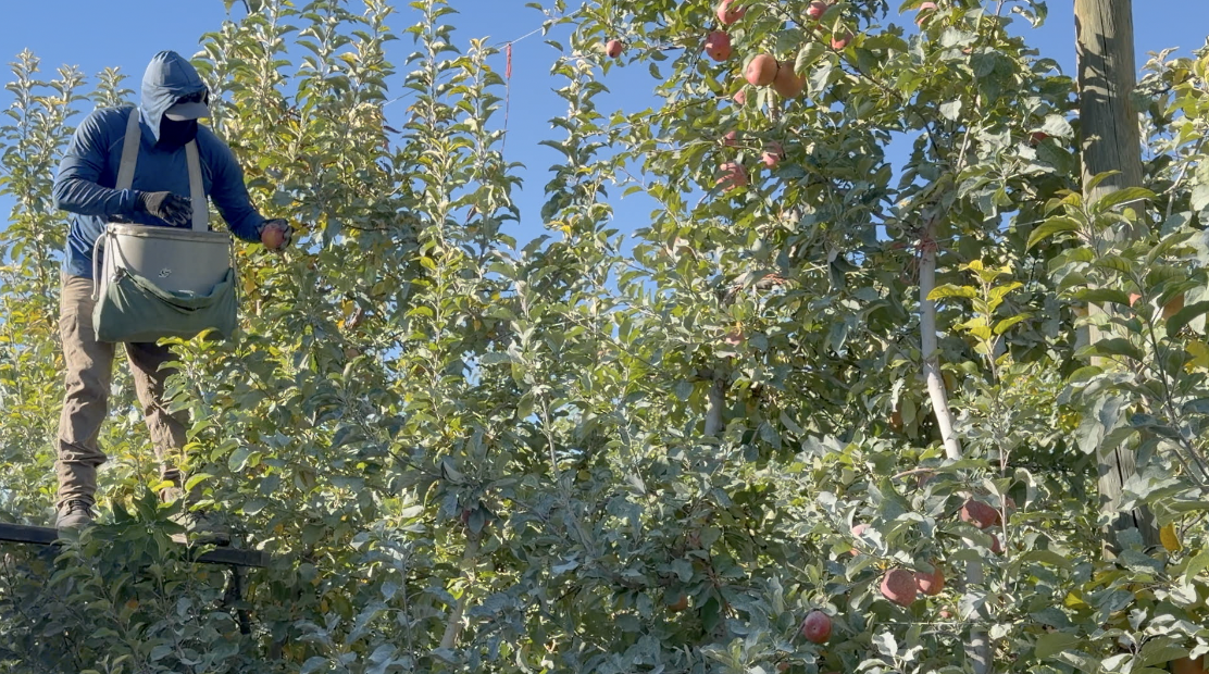 Worker picking apples