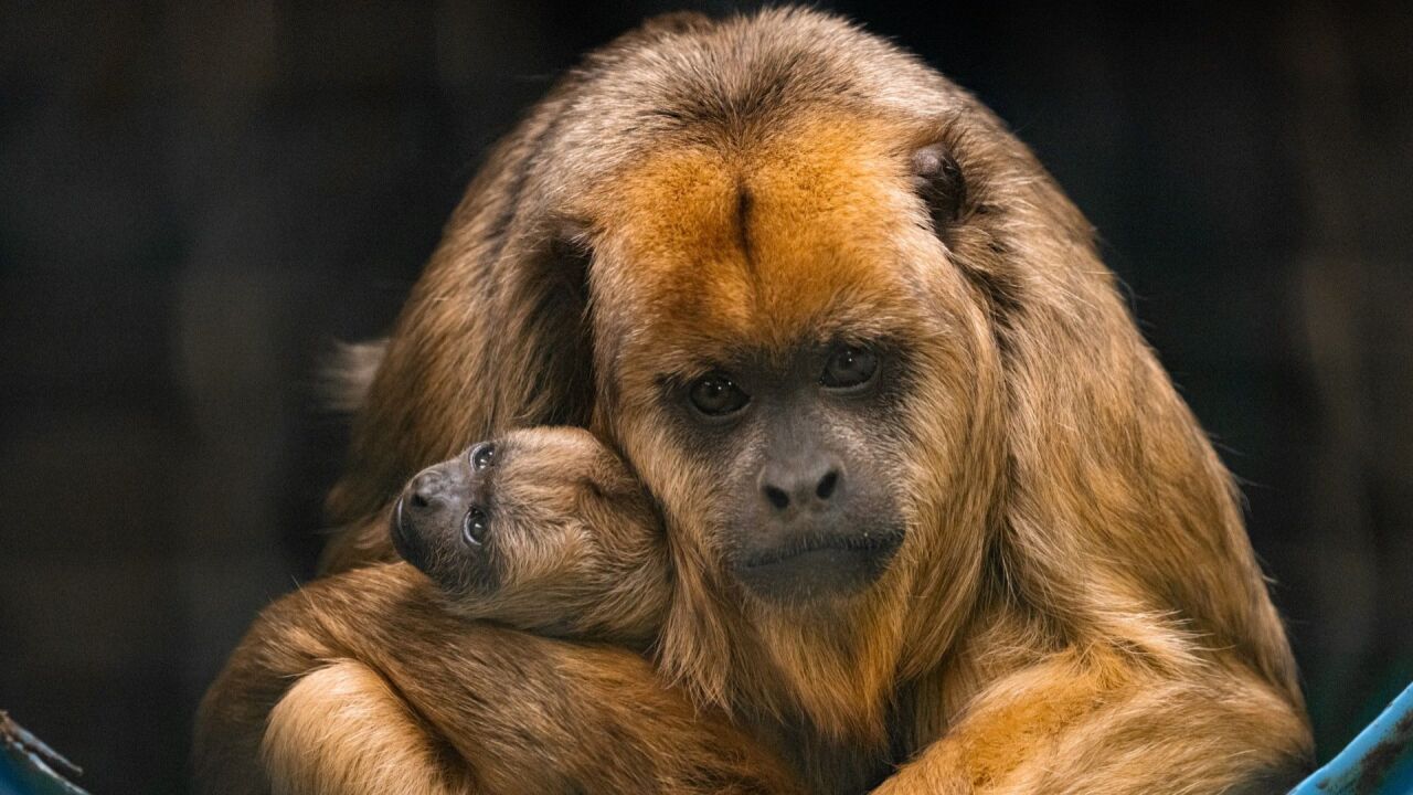 baby black howler monkey buffalo zoo.jpg