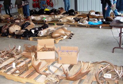 Fur Auction Idaho Fish Game.jpg