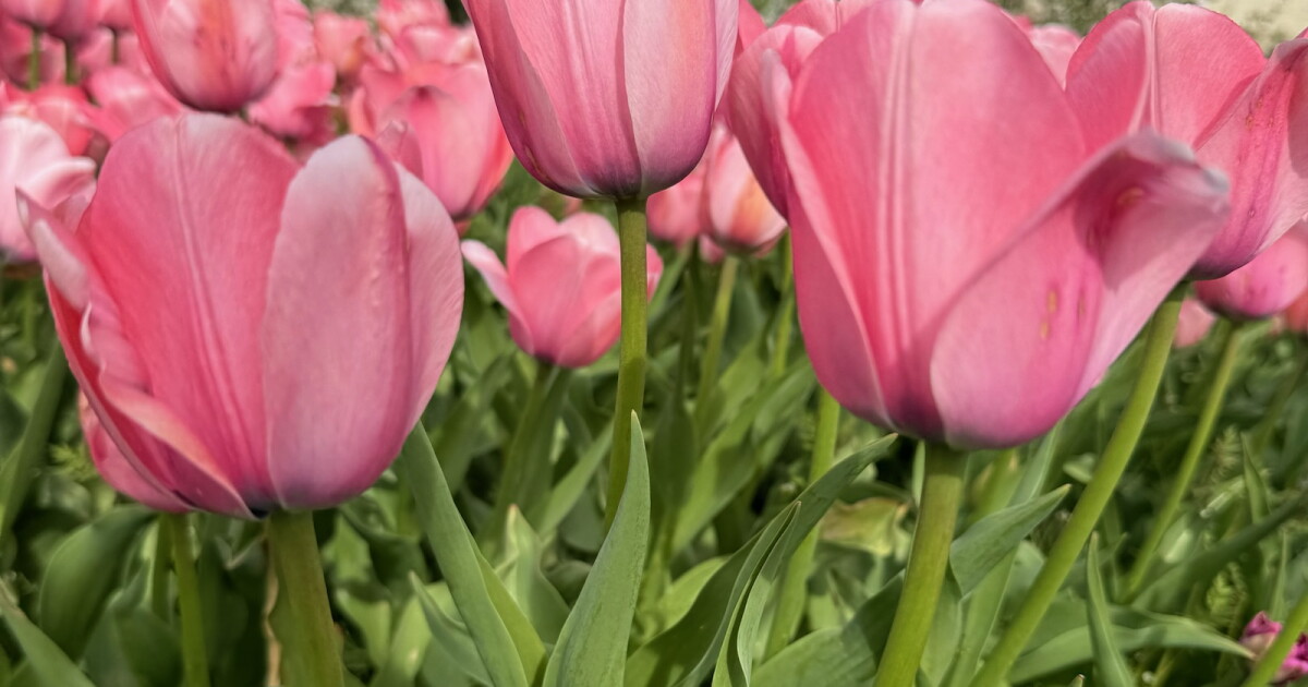 Tulip Time 2024: Your ultimate guide to festival events, activities - Vimarsana News
