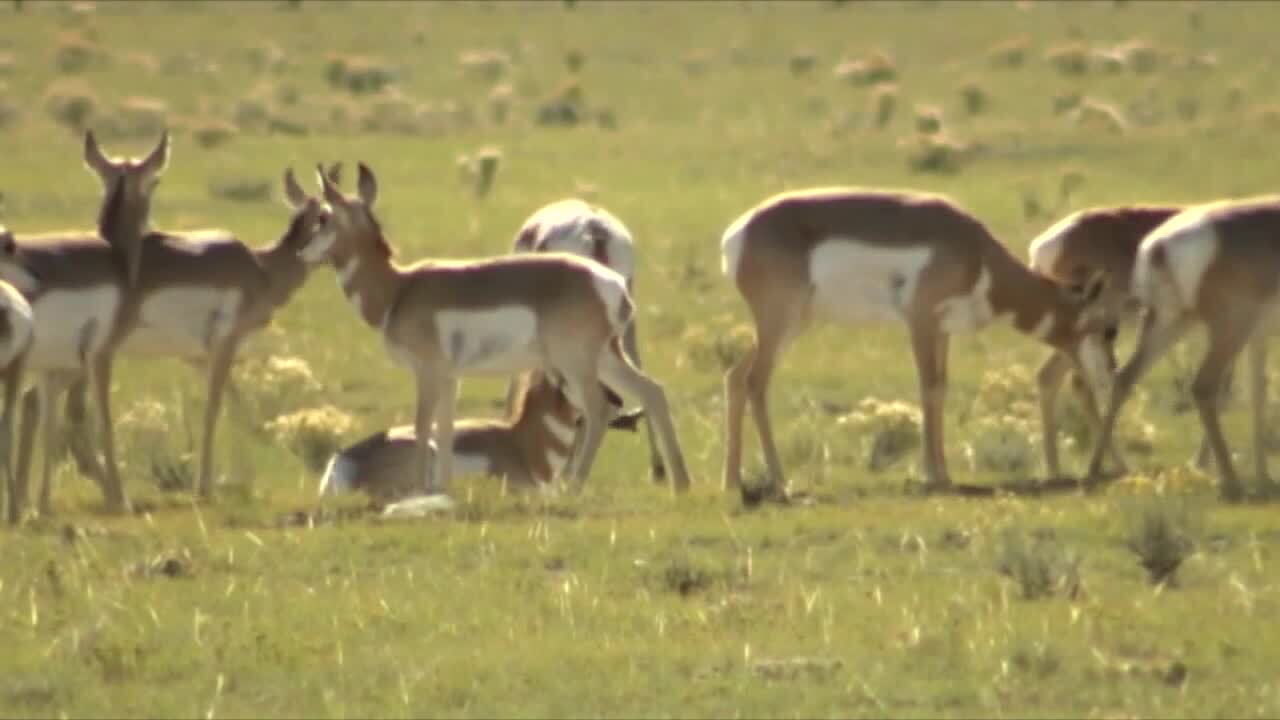 antelope