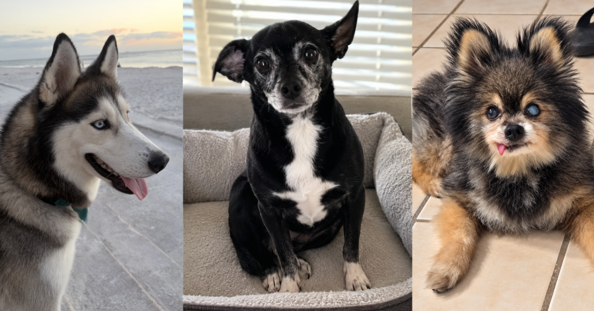 Rescues in Action: Lobo, Sparklyn, and Kneesa