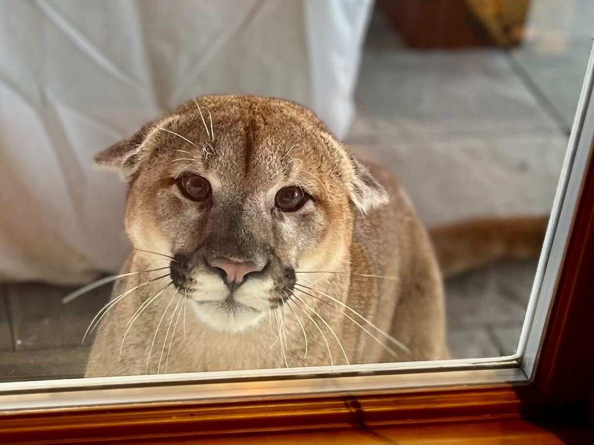 A photo taken of a mountain lion peeking into a window in Ketchum